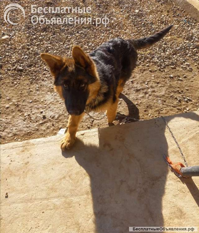 Щенок немецкой овчарки