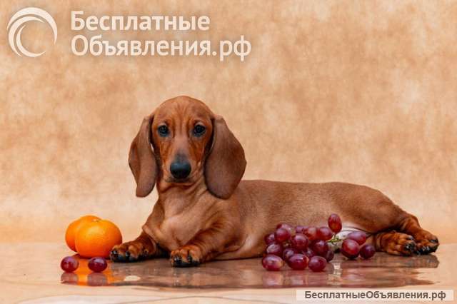 Щенок таксы миниатюрной