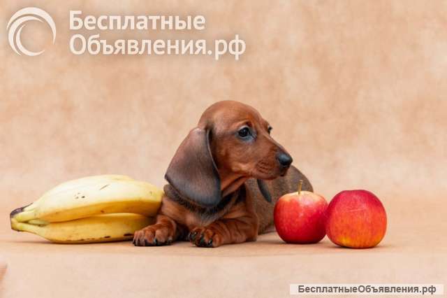 Щенок таксы кроличьей