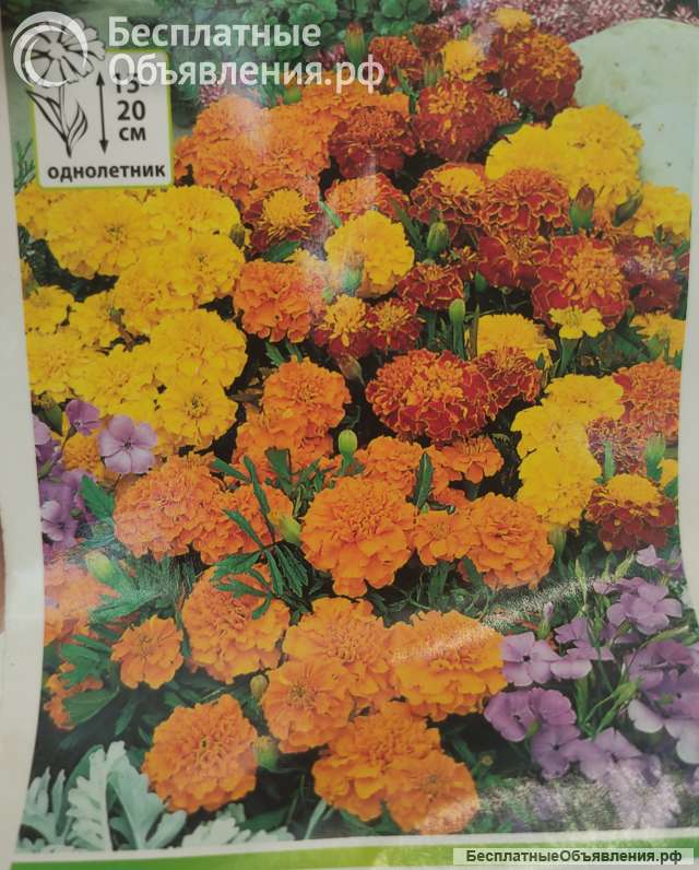 Бархатцы рассада