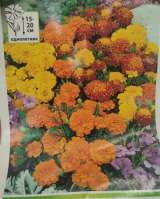 Бархатцы рассада