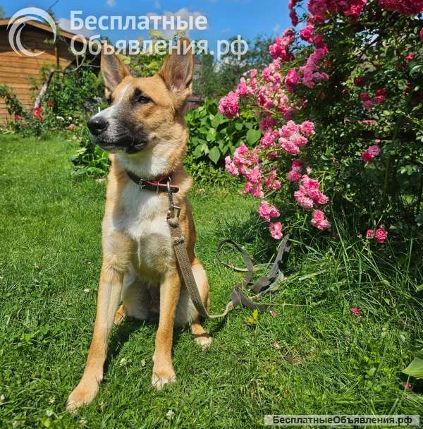 Анфиса ищет дом