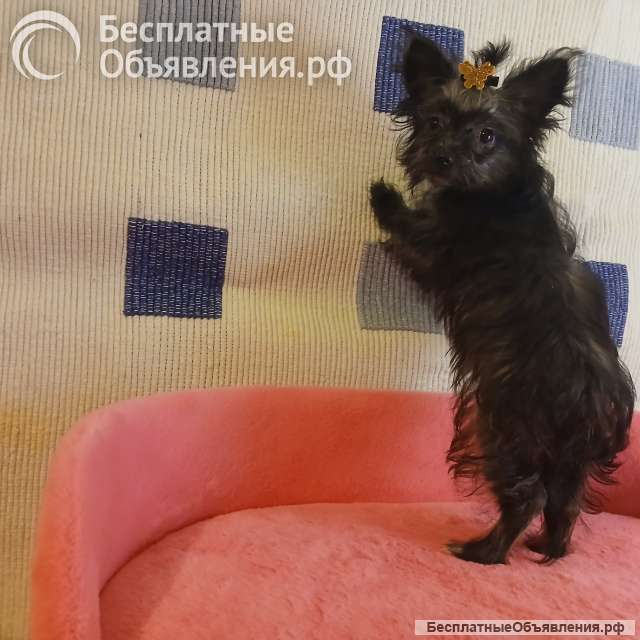 Цветной немецкий йорк мини девочка и рыжий мальчик