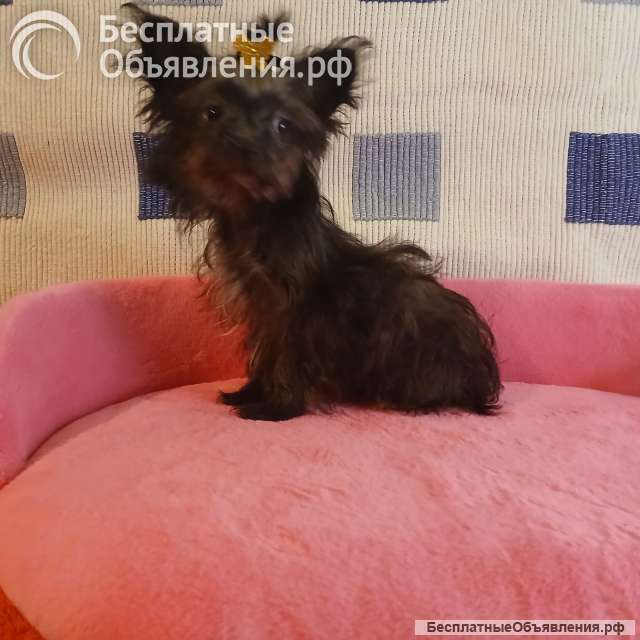 Цветной немецкий йорк мини девочка и рыжий мальчик