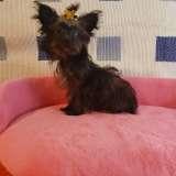 Цветной немецкий йорк мини девочка и рыжий мальчик