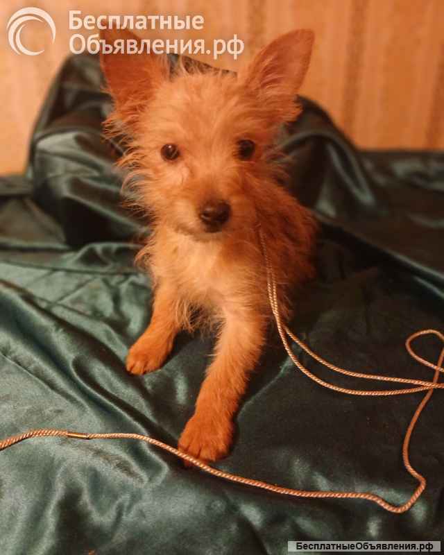 Цветной немецкий йорк мини девочка и рыжий мальчик