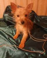 Цветной немецкий йорк мини девочка и рыжий мальчик