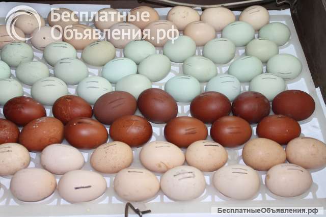 Яйцо на инкубацию, цыплята