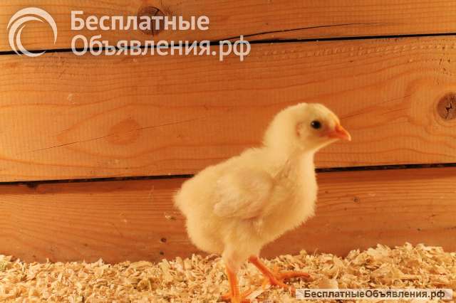 Яйцо на инкубацию, цыплята