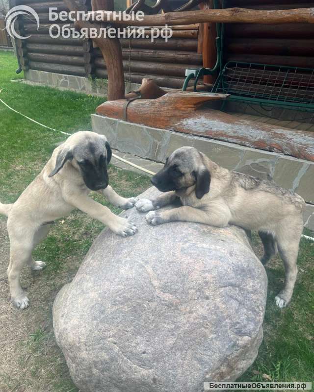 Щенки Кангал