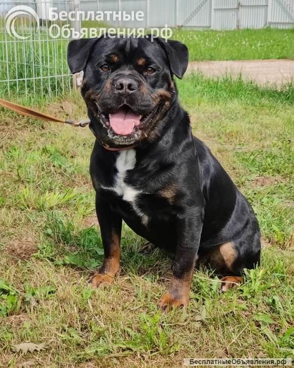 Харизматичному Бубе тоскливо в приюте