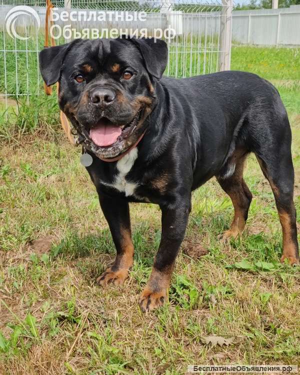 Харизматичному Бубе тоскливо в приюте