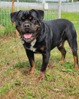 Харизматичному Бубе тоскливо в приюте