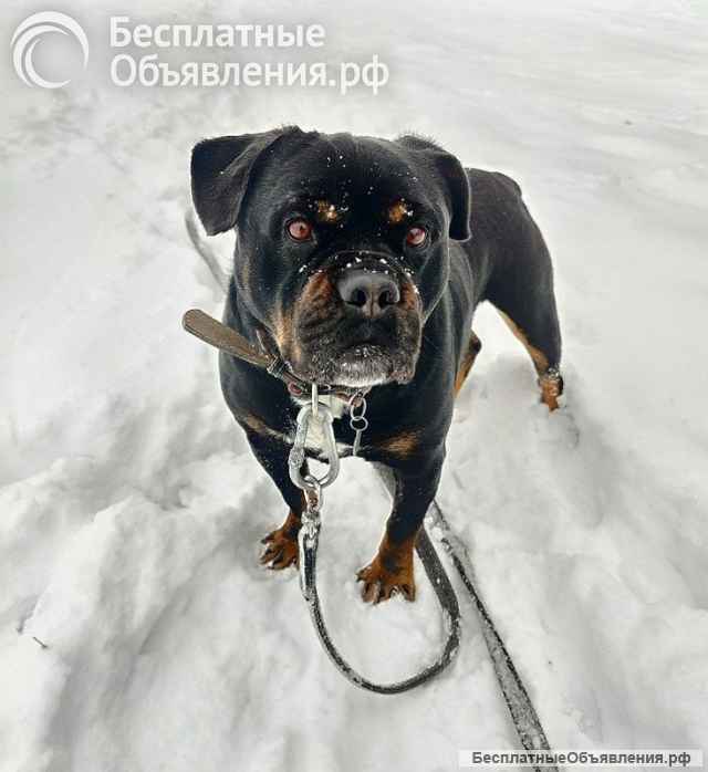 Харизматичному Бубе тоскливо в приюте