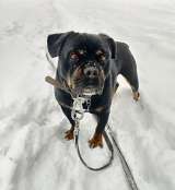 Харизматичному Бубе тоскливо в приюте