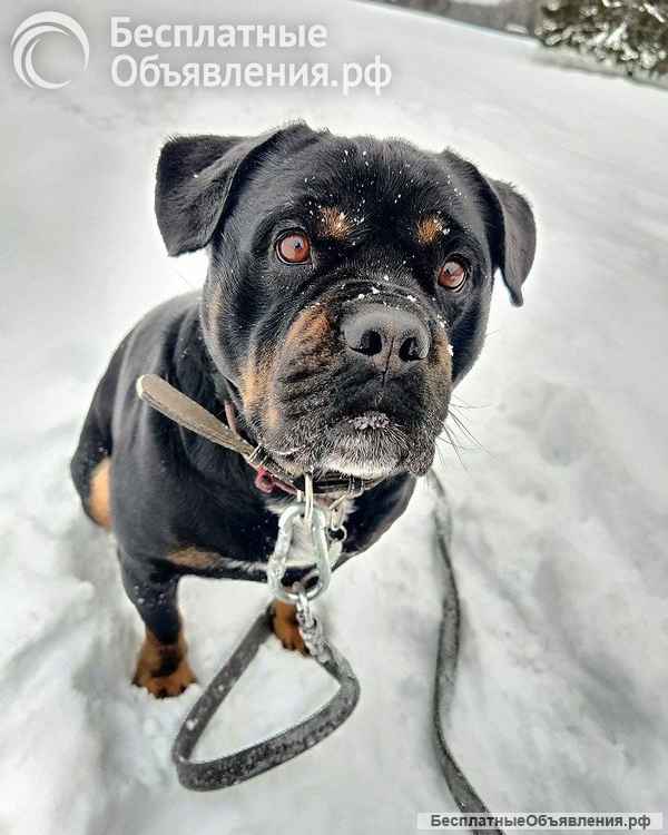 Харизматичному Бубе тоскливо в приюте