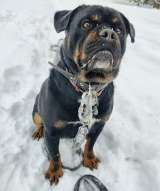 Харизматичному Бубе тоскливо в приюте