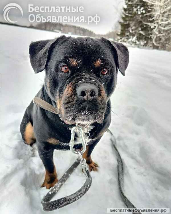 Харизматичному Бубе тоскливо в приюте