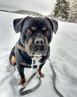 Харизматичному Бубе тоскливо в приюте