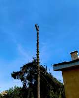 Спил и обрезка деревьев ЛНР 2025