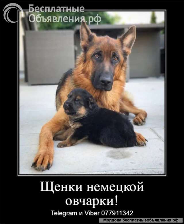 Срочно Щенки немецкой овчарки