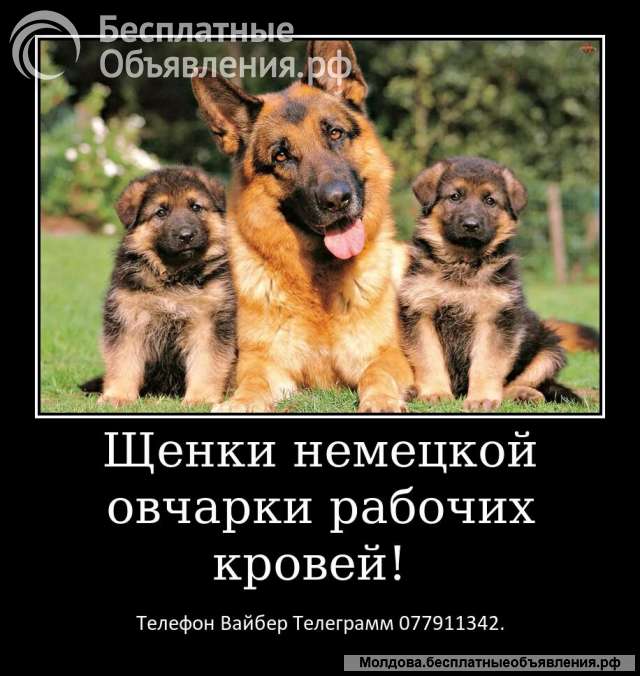 Срочно Щенки немецкой овчарки