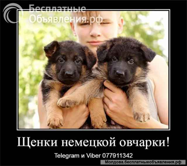 Срочно Щенки немецкой овчарки