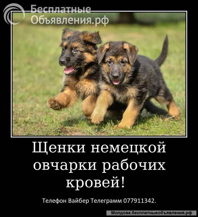 Срочно Щенки немецкой овчарки