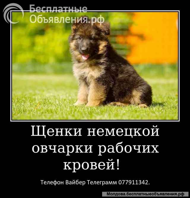 Срочно Щенки немецкой овчарки