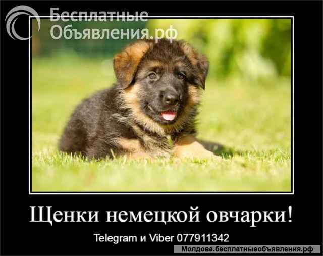 Срочно Щенки немецкой овчарки