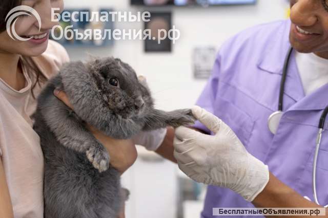 Оказание ветеринарных услуг