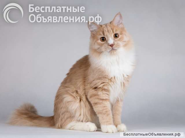 Мурчик - самый ласковый, дружелюбный и контактный котик