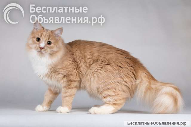 Мурчик - самый ласковый, дружелюбный и контактный котик