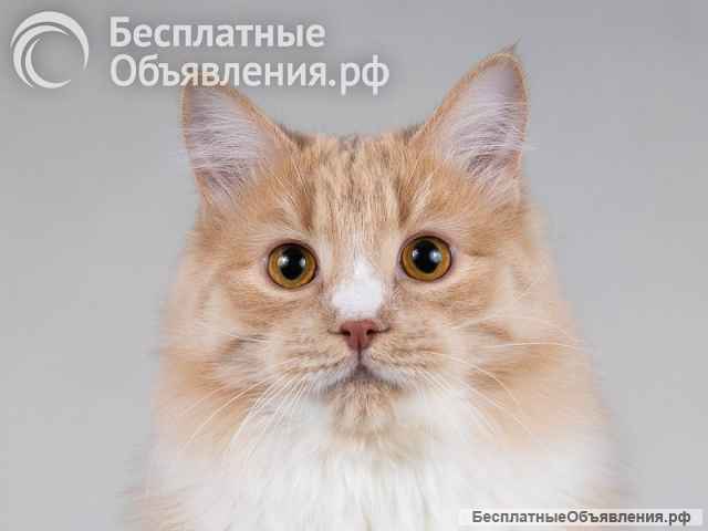 Мурчик - самый ласковый, дружелюбный и контактный котик