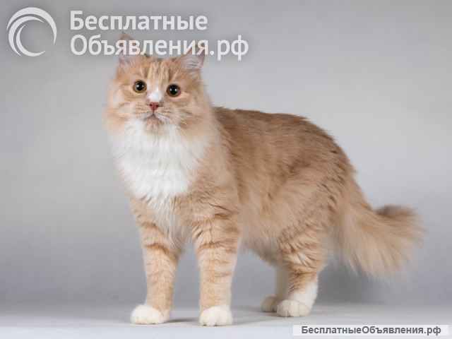 Мурчик - самый ласковый, дружелюбный и контактный котик