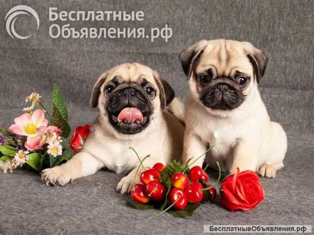 Щенки мопса черный и бежевый окрас
