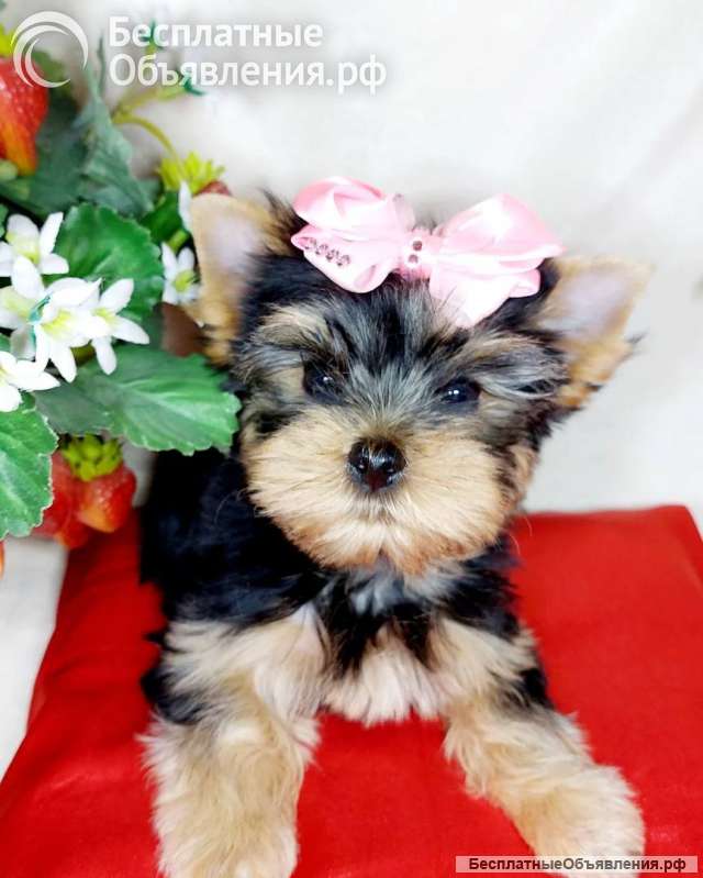 Щенки йорка мини и стандарт