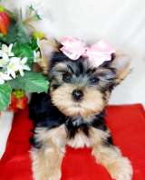 Щенки йорка мини и стандарт
