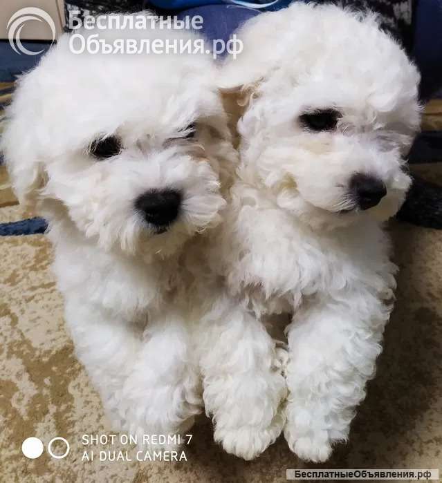 Щеночки бишон фризе