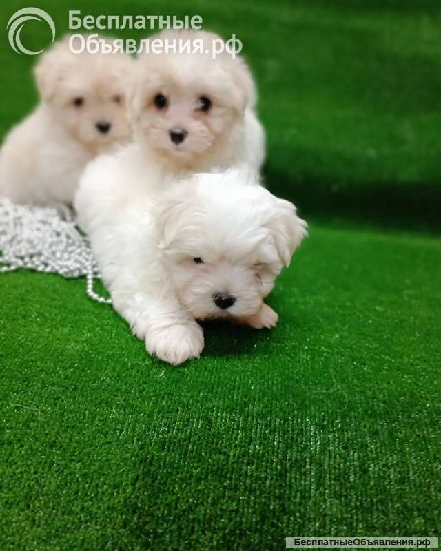Щенки мальтийской болонки
