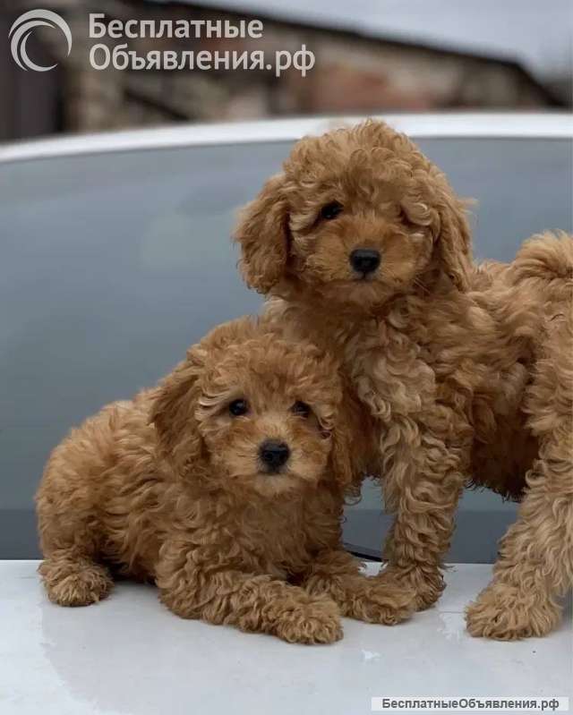 Щенки той-пуделя