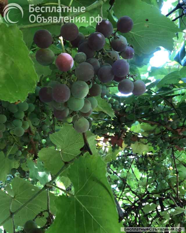 Дача СНТ « Волжские дали»