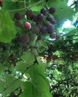 Дача СНТ « Волжские дали»