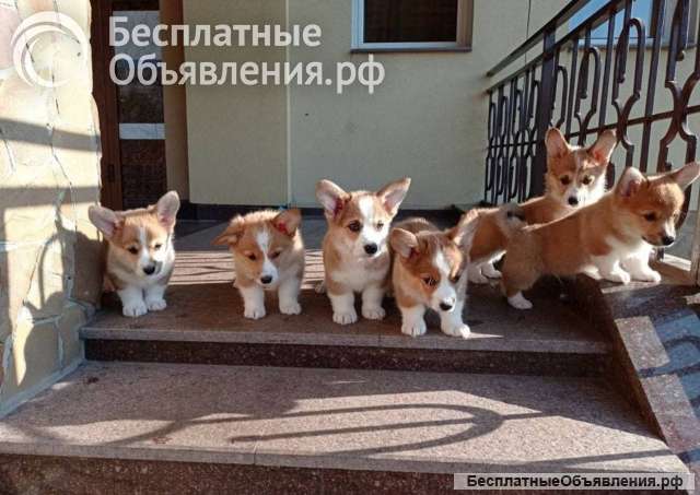 Щеночки Вельш Корги Чистокровные