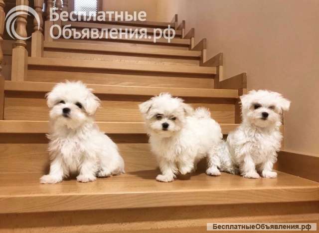 Щеночки Мальтезе Чистокровные