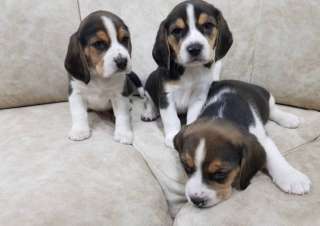 Щеночки Бигля Триколор
