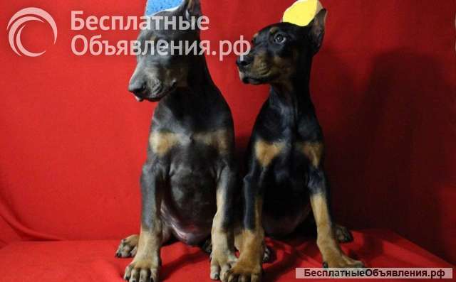 Чистокровные щеночки Добермана