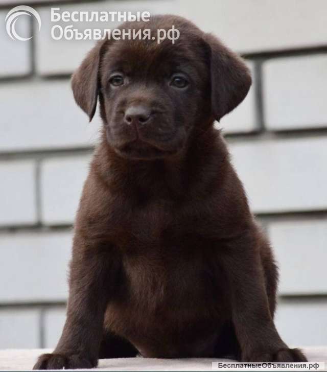 Щеночки Лабрадора разного окраса