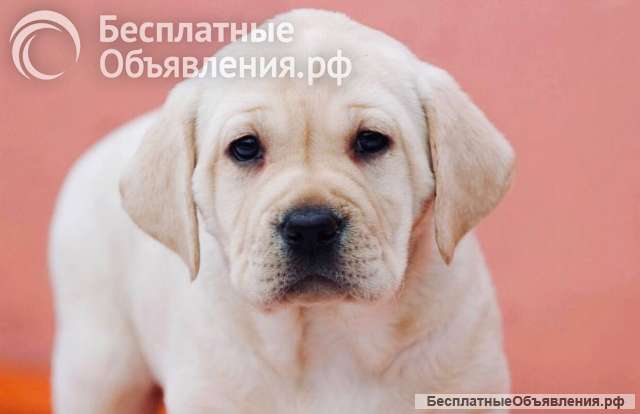 Щеночки Лабрадора разного окраса