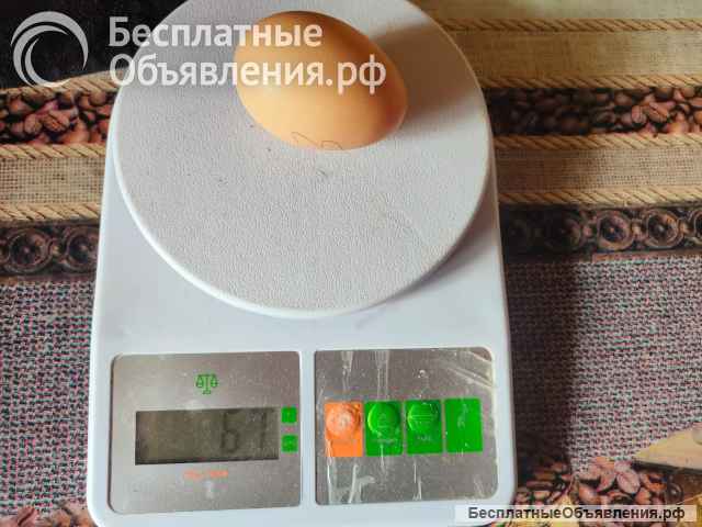 Загорская лососевая яйцо